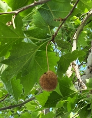 Platanus
