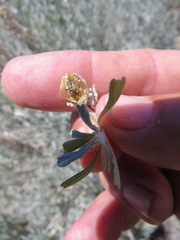 Rhopalomyia obovata