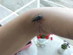 Curculionidae