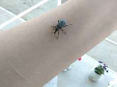 Curculionidae