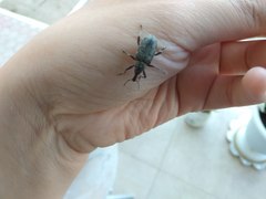 Curculionidae
