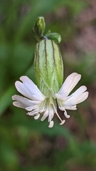 Silene drummondii