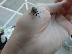 Curculionidae