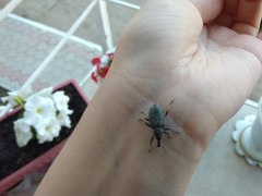 Curculionidae