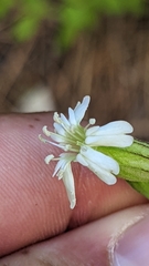 Silene drummondii