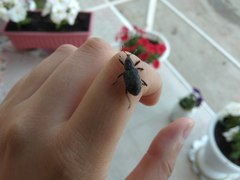 Curculionidae