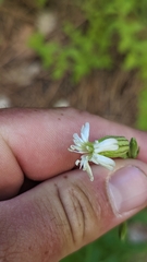 Silene drummondii