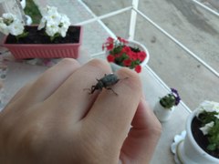Curculionidae