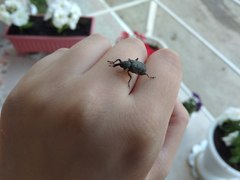 Curculionidae