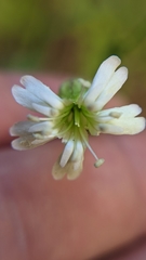 Silene drummondii
