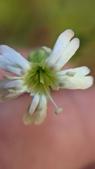 Silene drummondii