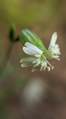 Silene drummondii