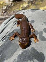 Taricha torosa
