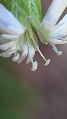 Silene drummondii