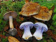 Cortinarius glaucocephalus
