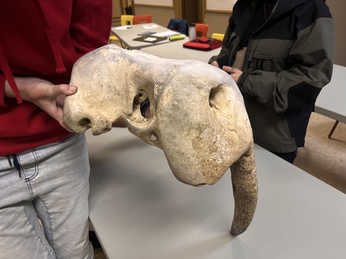 Atlantic walrus