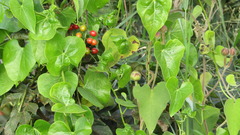 Smilax aspera