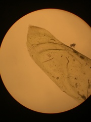 Neckera chlorocaulis