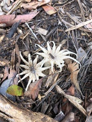 Lysurus arachnoideus