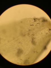 Neckera chlorocaulis