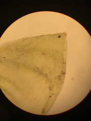 Neckera chlorocaulis