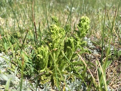 Pedicularis crenulata