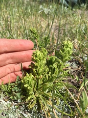 Pedicularis crenulata