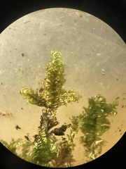 Neckera chlorocaulis