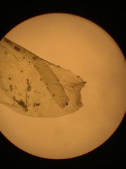 Neckera chlorocaulis