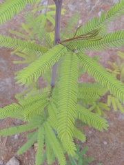 Mimosoideae