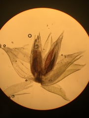 Neckera chlorocaulis