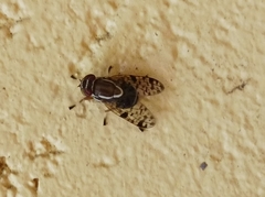 Scholastes bimaculatus