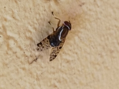 Scholastes bimaculatus