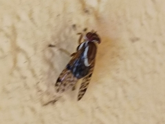 Scholastes bimaculatus