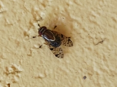 Scholastes bimaculatus