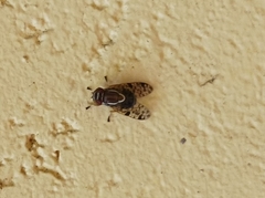Scholastes bimaculatus
