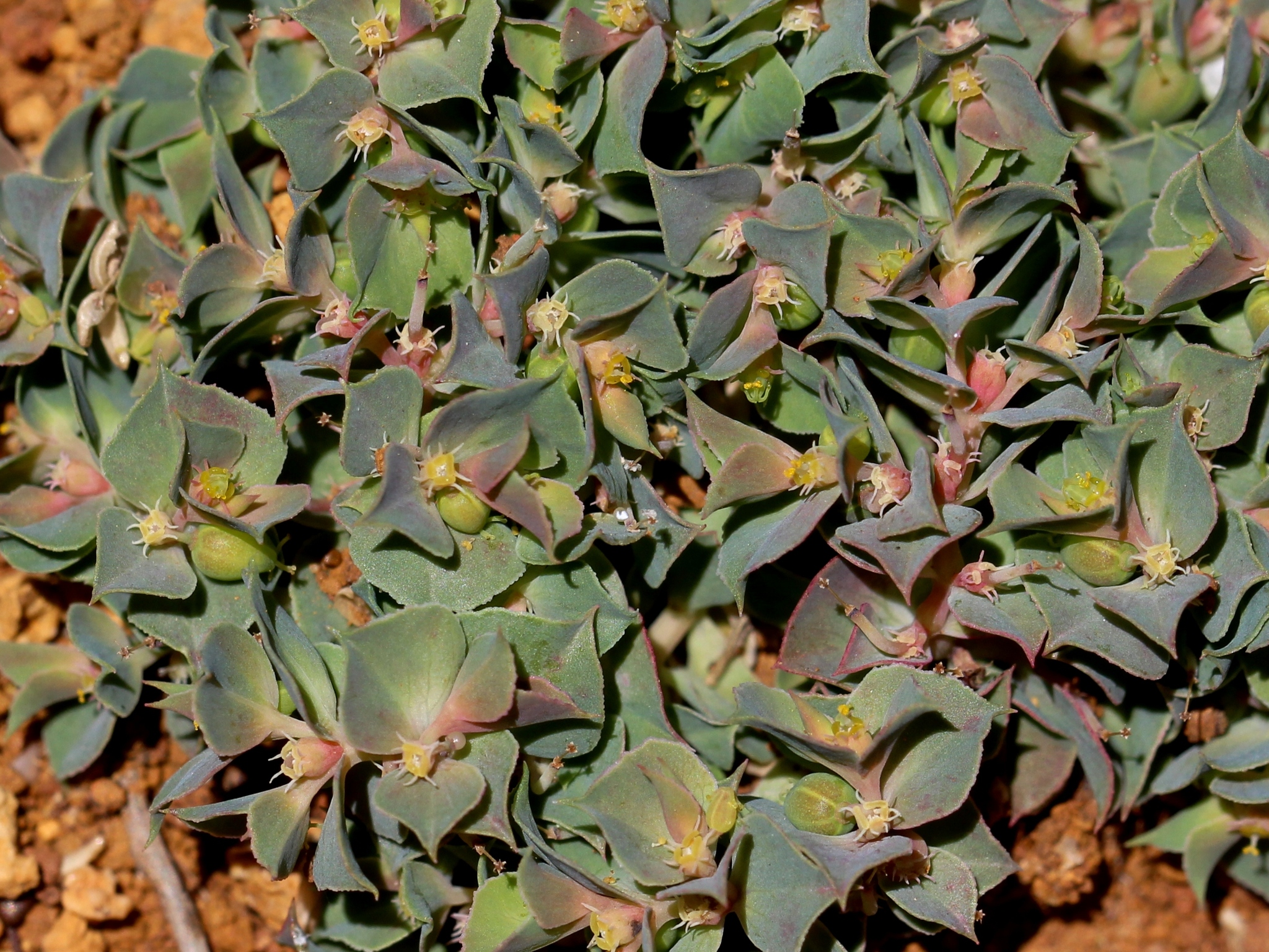 Euphorbia falcata