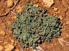 Euphorbia falcata