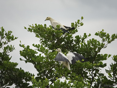 Ducula bicolor