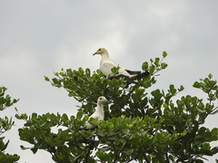 Ducula bicolor