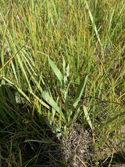 Microseris laciniata