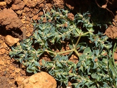 Euphorbia falcata