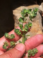 Euphorbia falcata