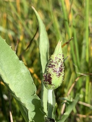 Microseris laciniata
