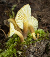 Lactarius xanthydrorheus