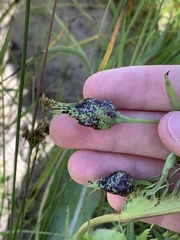 Microseris laciniata
