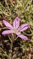 Lygodesmia grandiflora dianthopsis