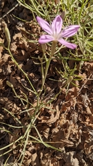 Lygodesmia grandiflora dianthopsis