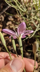 Lygodesmia grandiflora dianthopsis