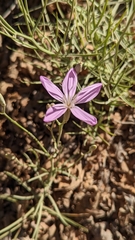 Lygodesmia grandiflora dianthopsis